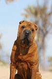 SHAR-PEI 701